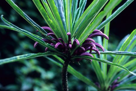 Cyanea kuhihewa, rediscovered.