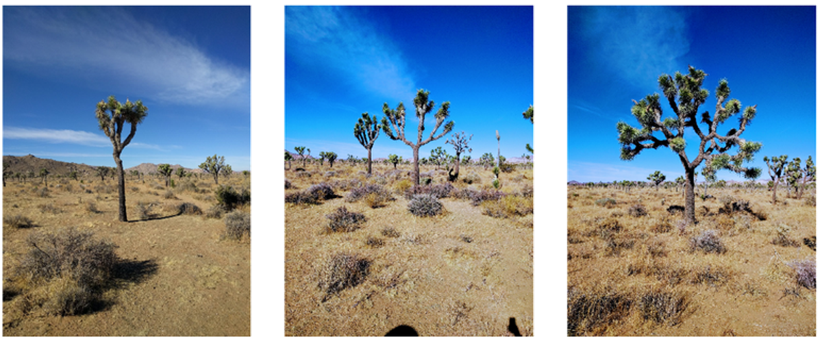 Would you swipe right on any of these fine Joshua trees?