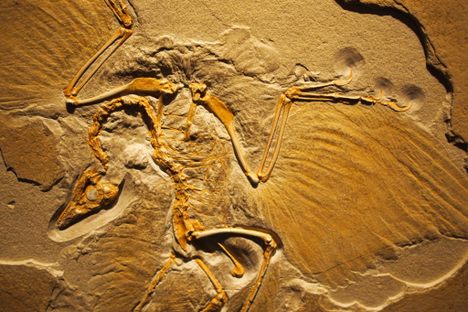 How To Become A Fossil After You Die