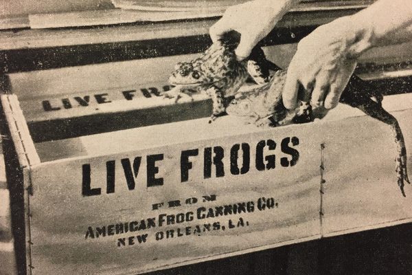 Live frogs, readied for shipment. 