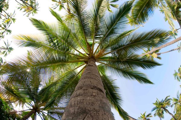 Palms flourish in tropical zones, but as the world warms, they'll show up in new places.