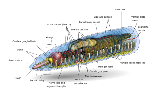 Interesting Fact Behind Why Earthworms Have 5 Pairs Of Heart