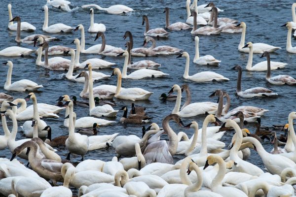 Swan Park.