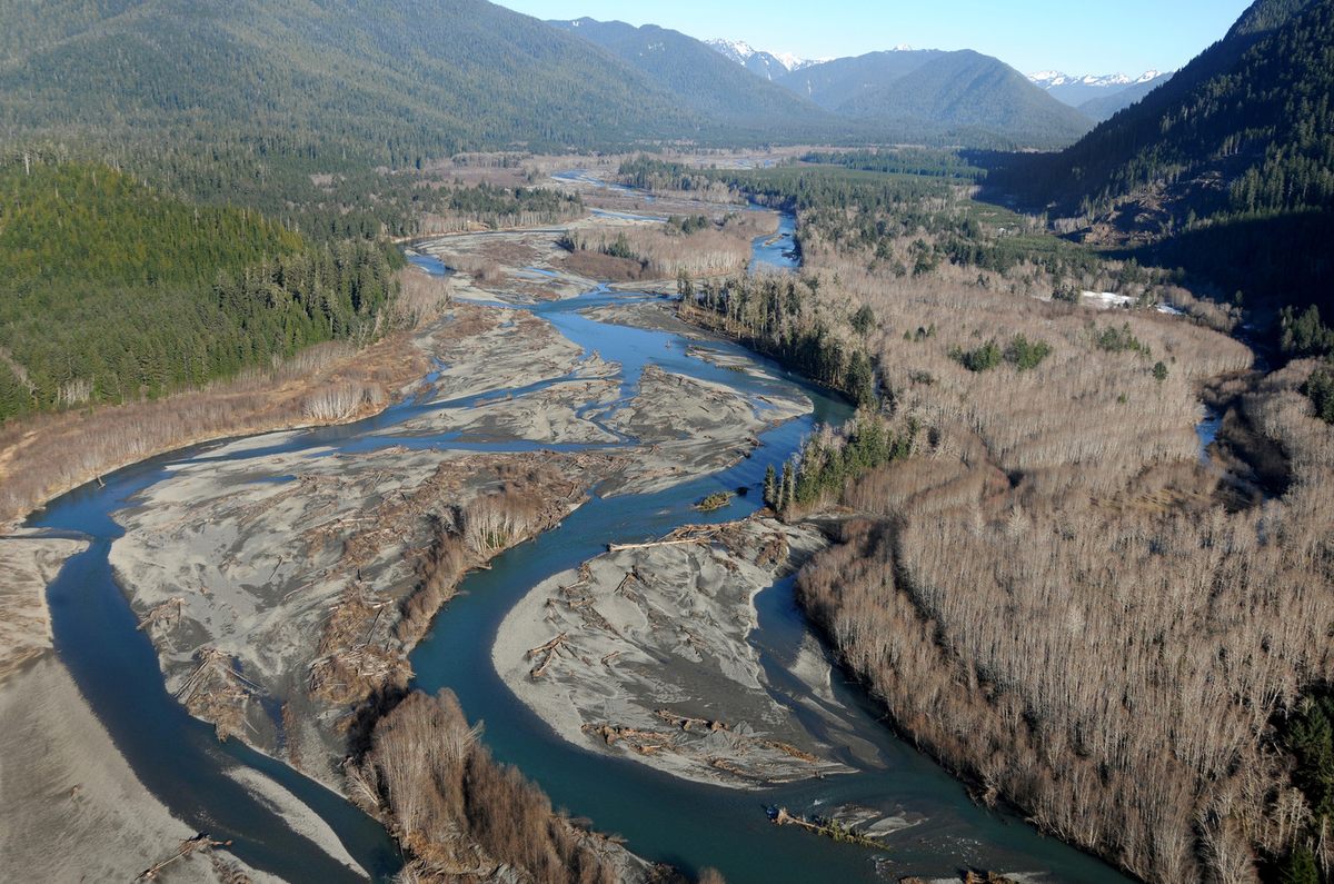 The Quinault River in 2018. Side channels and slower areas of the river created by fallen logs are places for salmon to spawn, rest, and grow.