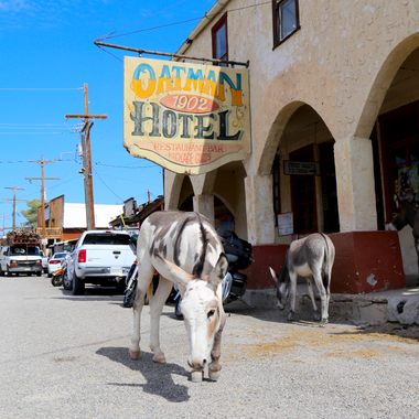 Burro in front of the Oatman Hotel