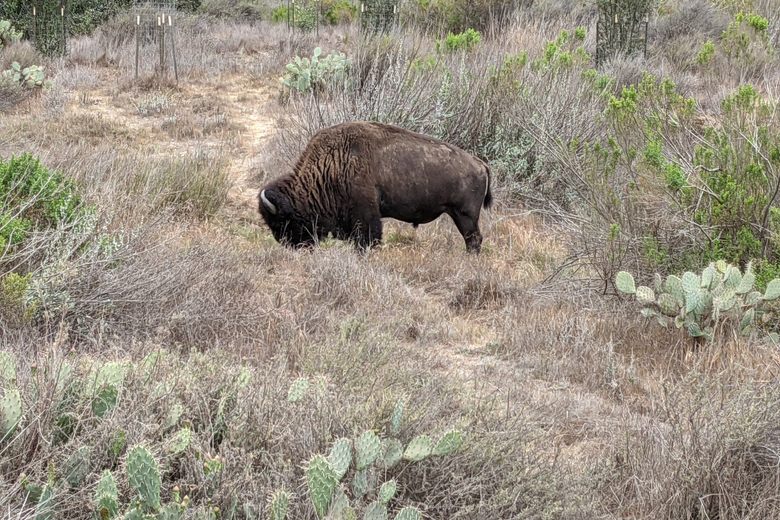 The Catalina Island Bison Herd – Avalon, California - Atlas Obscura