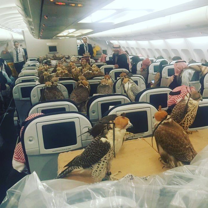 Falcons on a plane.