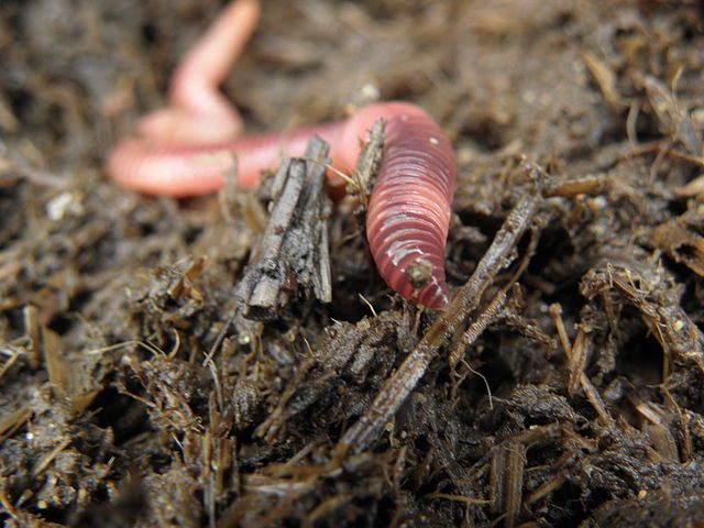 Oklahoma's Greatest Ponzi Scheme Bred Hoards of Unwanted Worms - Atlas  Obscura