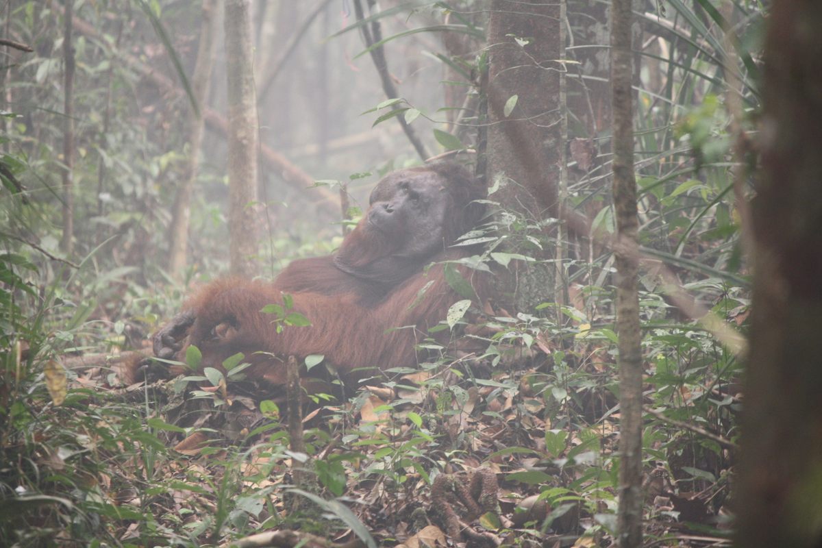 An adult male orangutan, photographed through the wildfire-fueled haze that descended across Borneo in 2015.