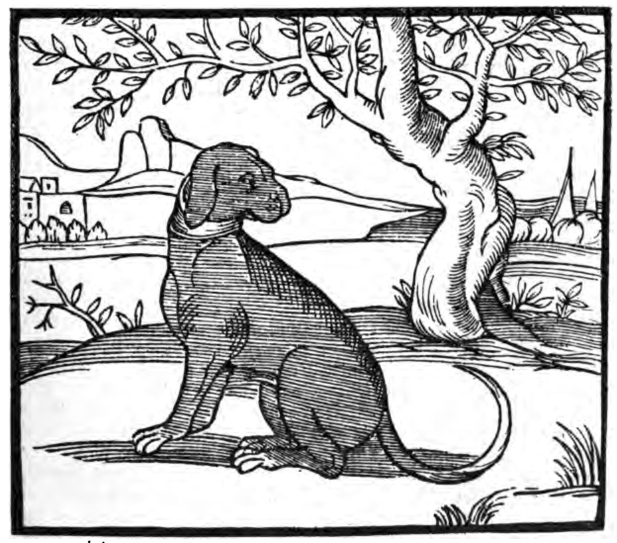 Illustration of a dog from George Turbervile's 1576 <em>Booke of Hunting</em>.