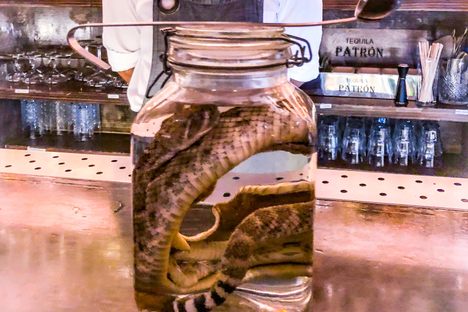 Venom Sotol at La Revolución in San Jose del Cabo.