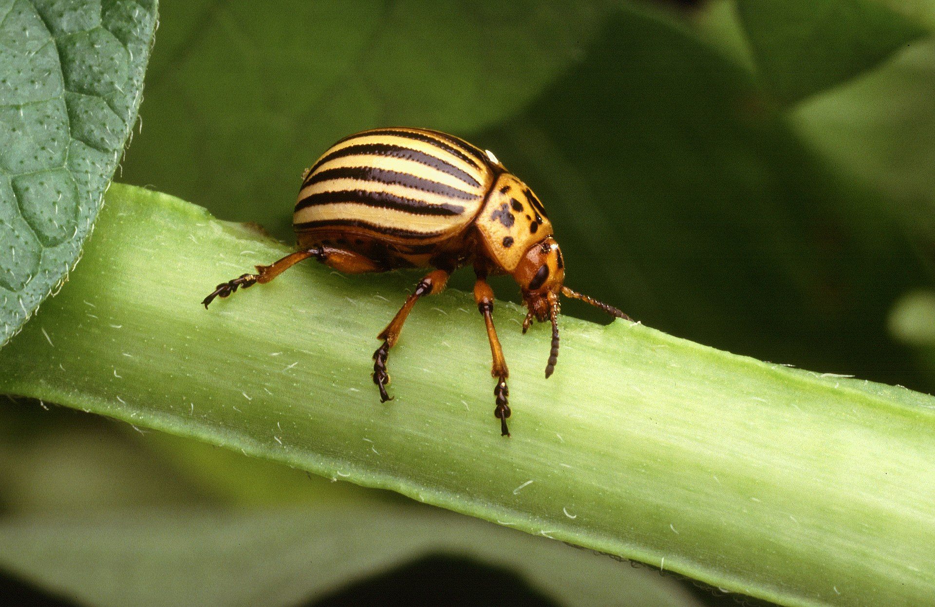 A Colorado potato beetle digs into a plant stem.