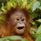 Dapper Orangutan