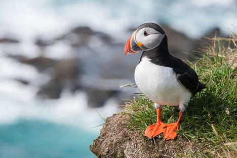 Let's Talk About Puffins