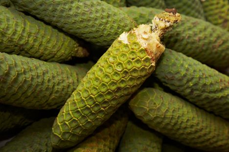 As the scales fall away, a delicious corn-looking fruit appears beneath.
