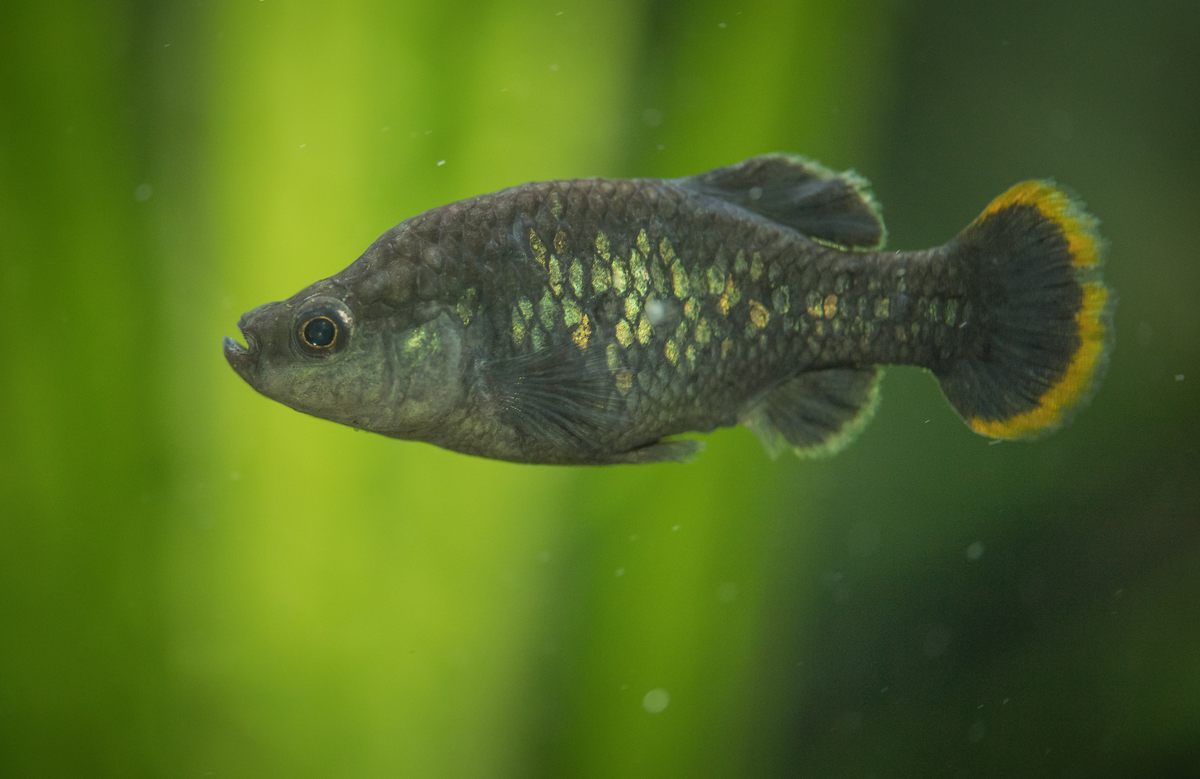 Inside the Years-Long, International Effort to Save One Tiny Mexican Fish