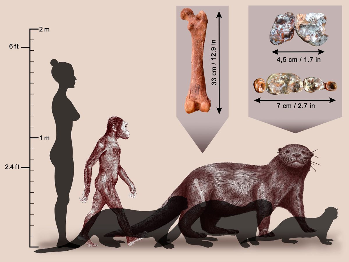 The prehistoric giant otter weighed almost five times as much as <em>Australopithecus afarensis</em>, the hominin species that Lucy belonged to. 