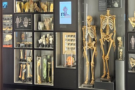Bones on display in the museum.