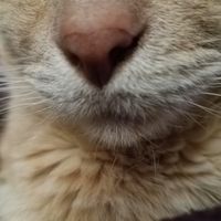Profile image for Catmint