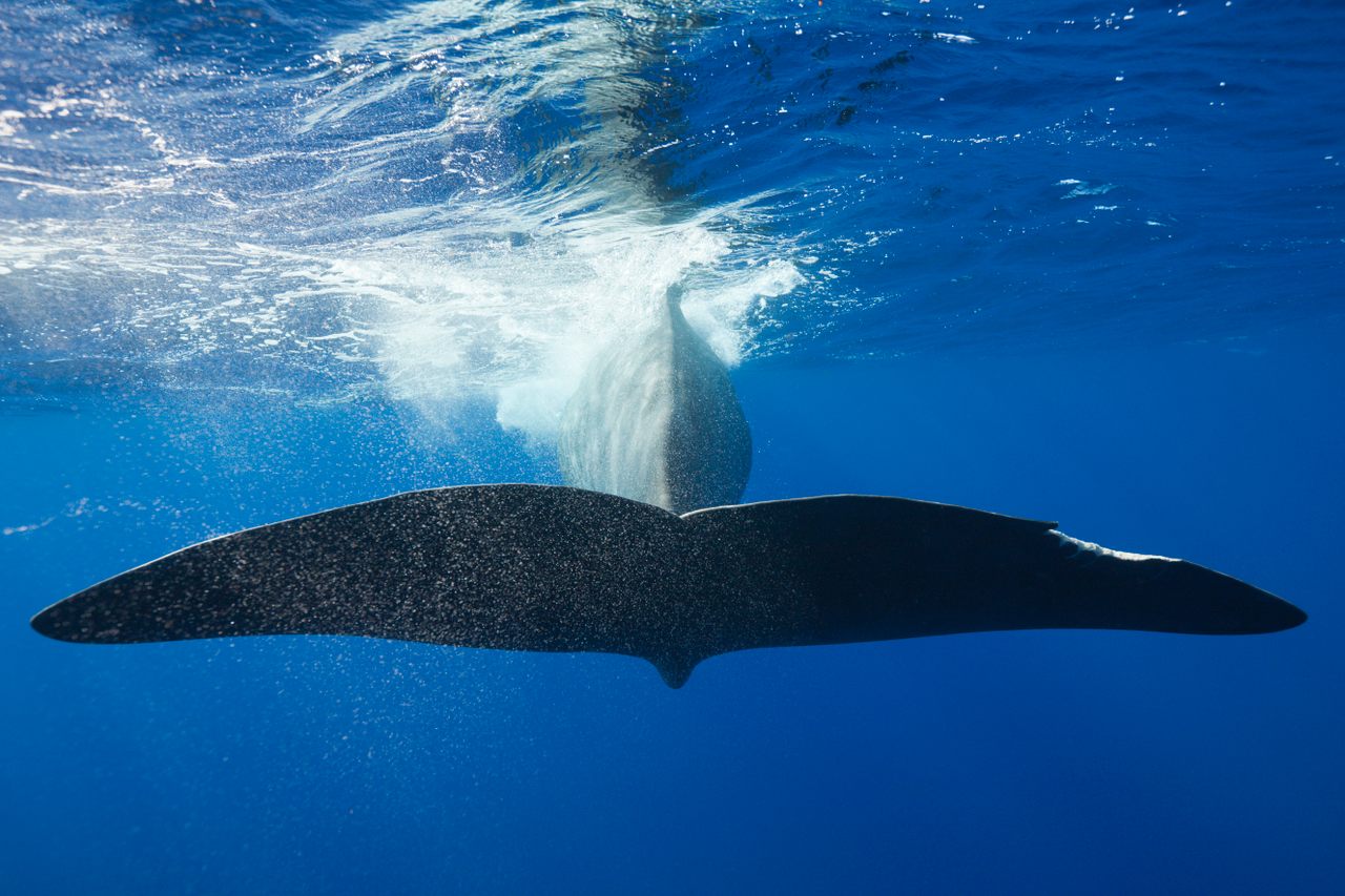 The business end of a sperm whale cruising through waters off the coast of Dominica, where the animals' poop plays a key role in sequestering carbon.