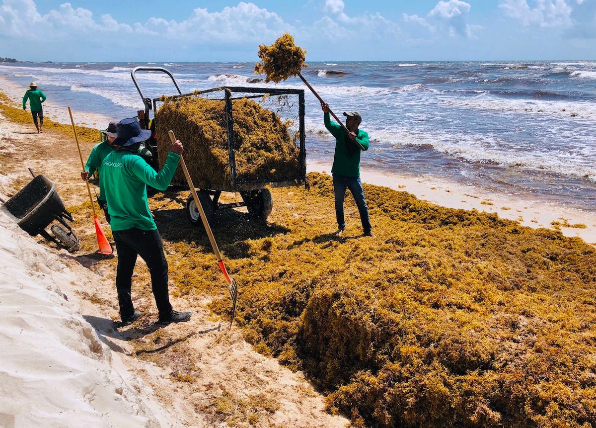 A tree of beached buoys – Jessica's Nature Blog