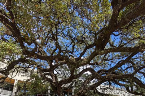 Old ‘Hanging’ Oak