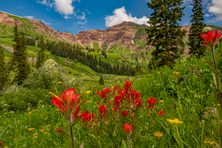 Catch a glimpse of some of the many wildflowers Crested Butte is known for.