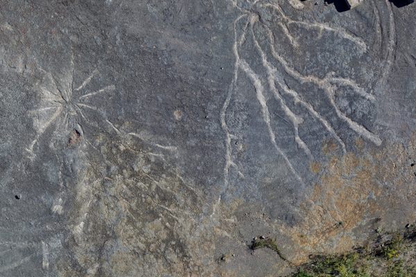 From the air, the <em>Archaeopteris</em> root system (left) and possible <em>Stigmarian Isoetalean lycopsid</em> system (right) look like long-dry rivers.