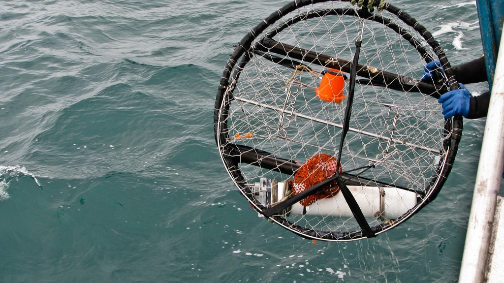A crab pot containing an oxygen and temperature sensor.