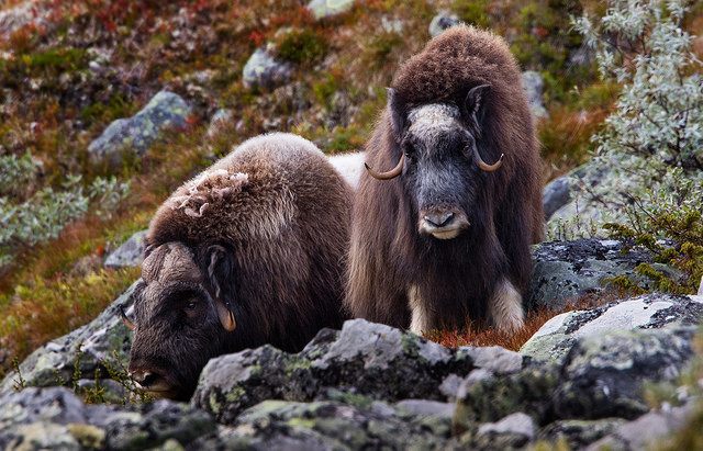 The Great Scandinavian Musk Ox War - Atlas Obscura