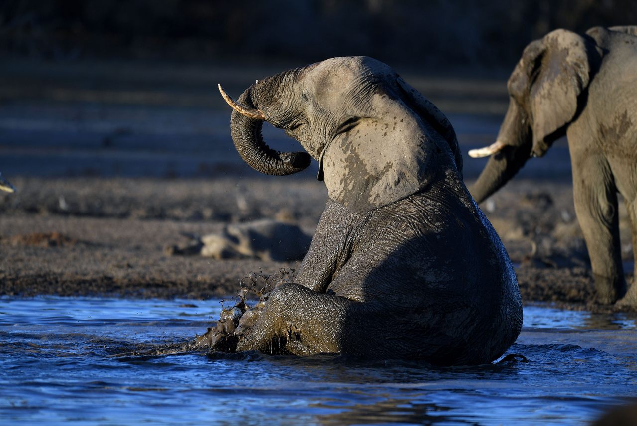 An elephant sits in the waters of the Okavango Delta in September 2019.