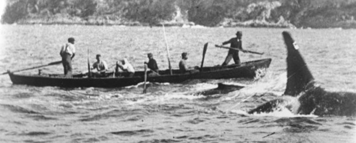 In this still shot from a 1912 film, an orca named Old Tom swims next to a whaling boat, with a baleen whale calf between them.