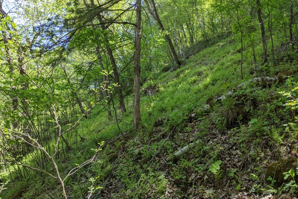 The dominance of ferns reveals the fragile mini-ecosystem on the north slope of Fern Ridge.