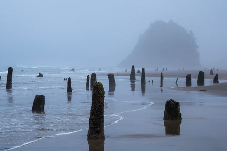The ghost forest in the fog.