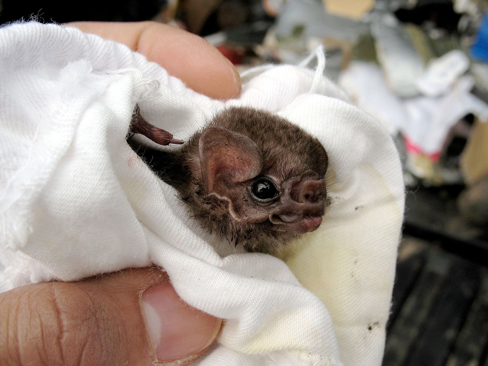 Vampire Bat