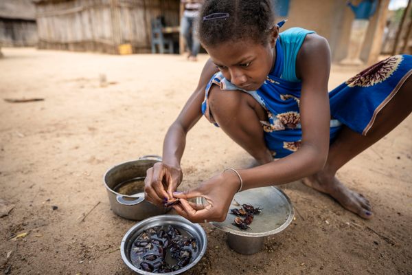 Insect farming could serve an important role in alleviating food insecurity in Madagascar, where almost half of all children under five are malnourished.