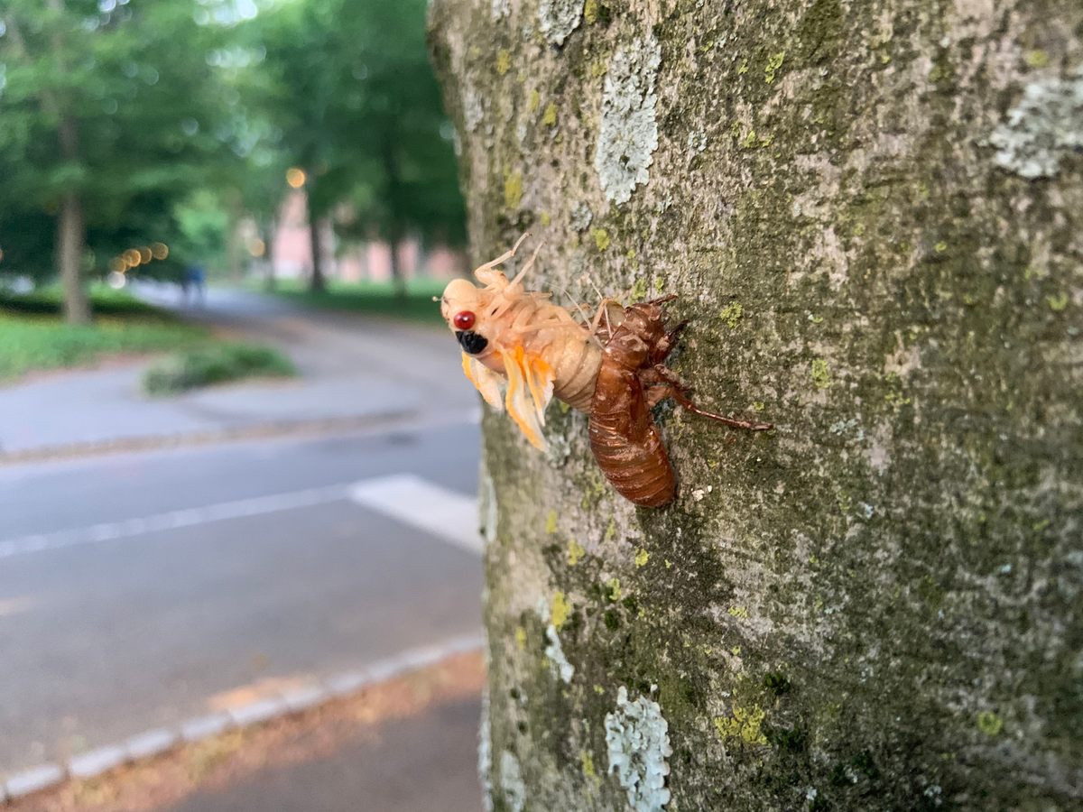 A teneral emerges from its nymphal shell on the Princeton University campus.