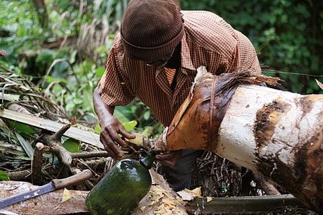 Sometimes the entire tree is cut down to harvest the sap.