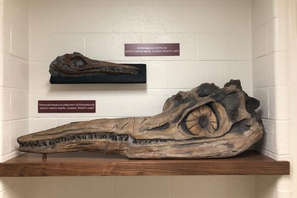 Two ichthyosaur skull replicas on the fourth floor just outside the main museum.