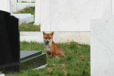 British Cemetery Haunted by Peanut-Butter-Loving Baby Fox