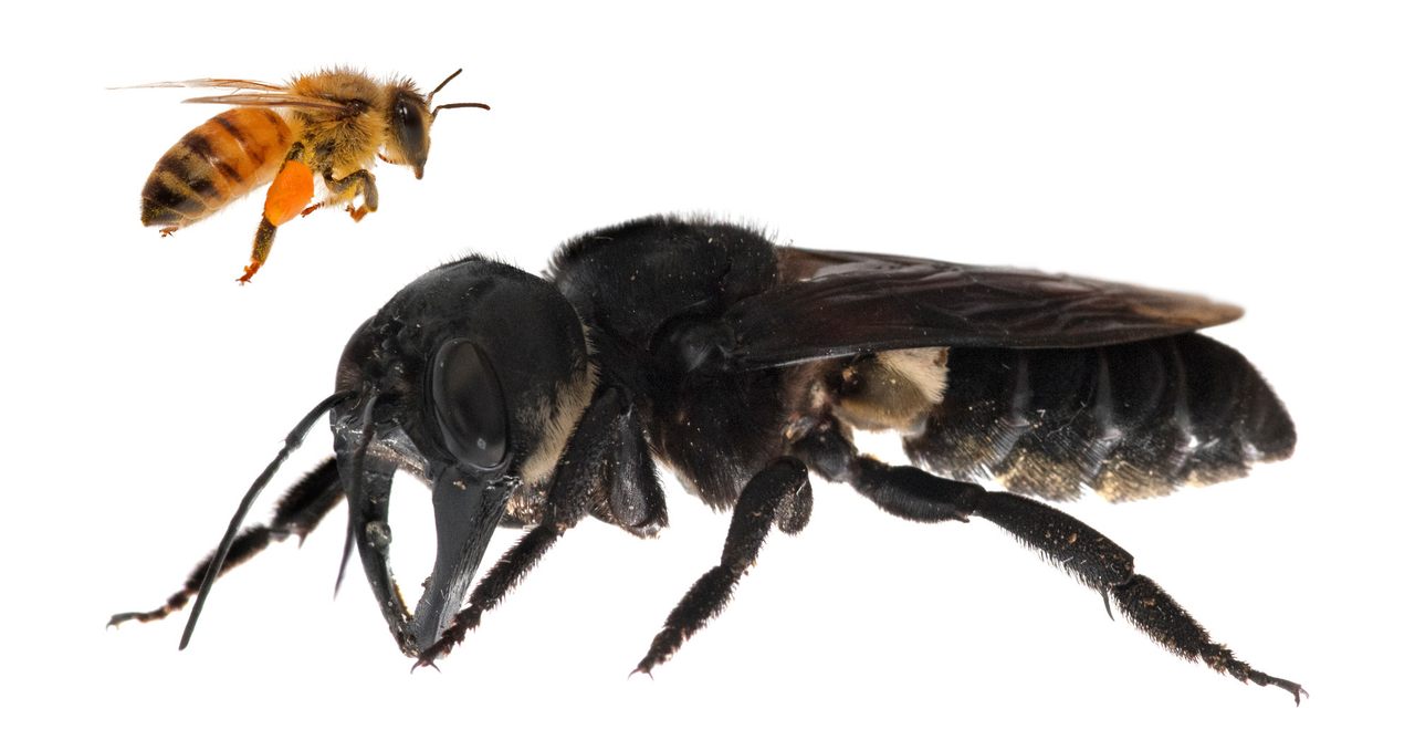 <em>Megachile pluto</em> is the world’s largest bee, coming in approximately four times times larger than a European honey bee (composite image).