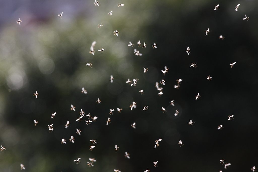 Your tweet about flying ants could be useful to ecologists.