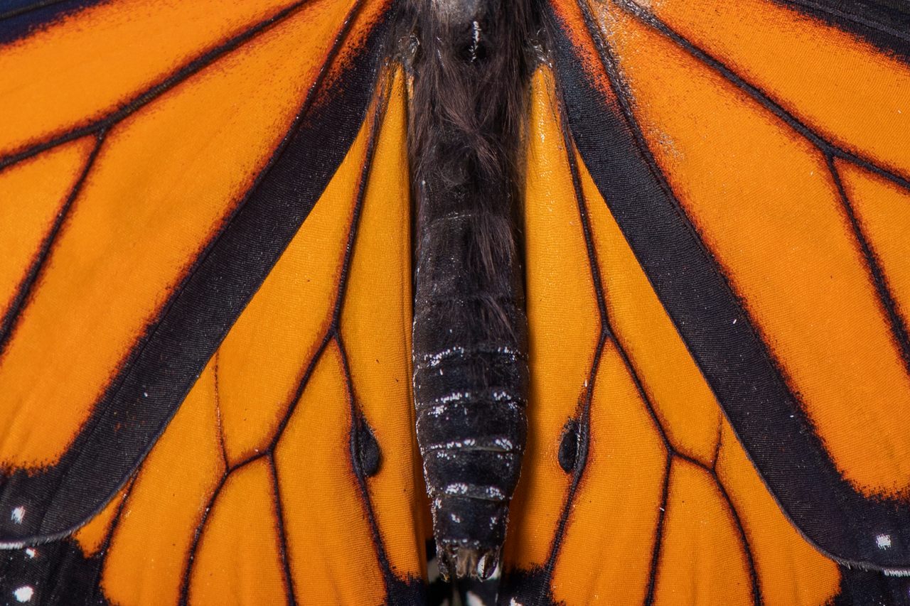 The bright colors of a monarch butterfly (<em>Danaus plexippus</em>), just like the boldly striped caterpillars of the species, warn predators to stay away.