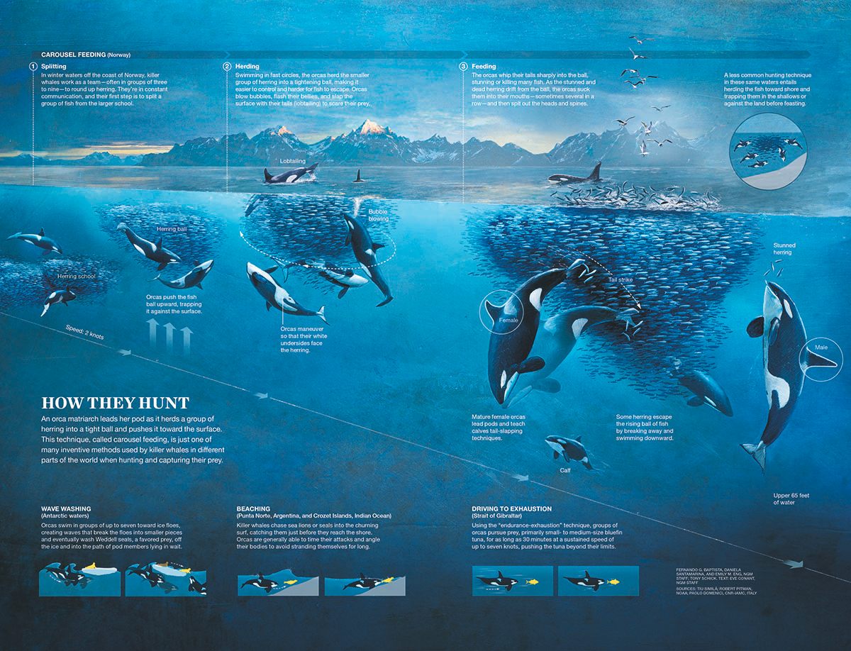 How They Hunt, July 2015.