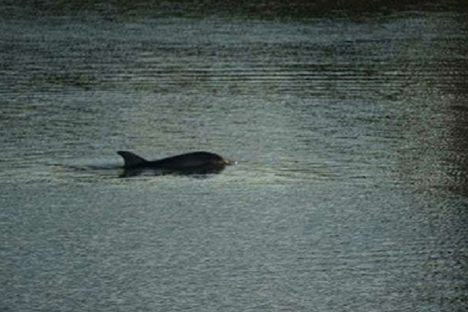 The dolphin in a picture released by Italian authorities. 