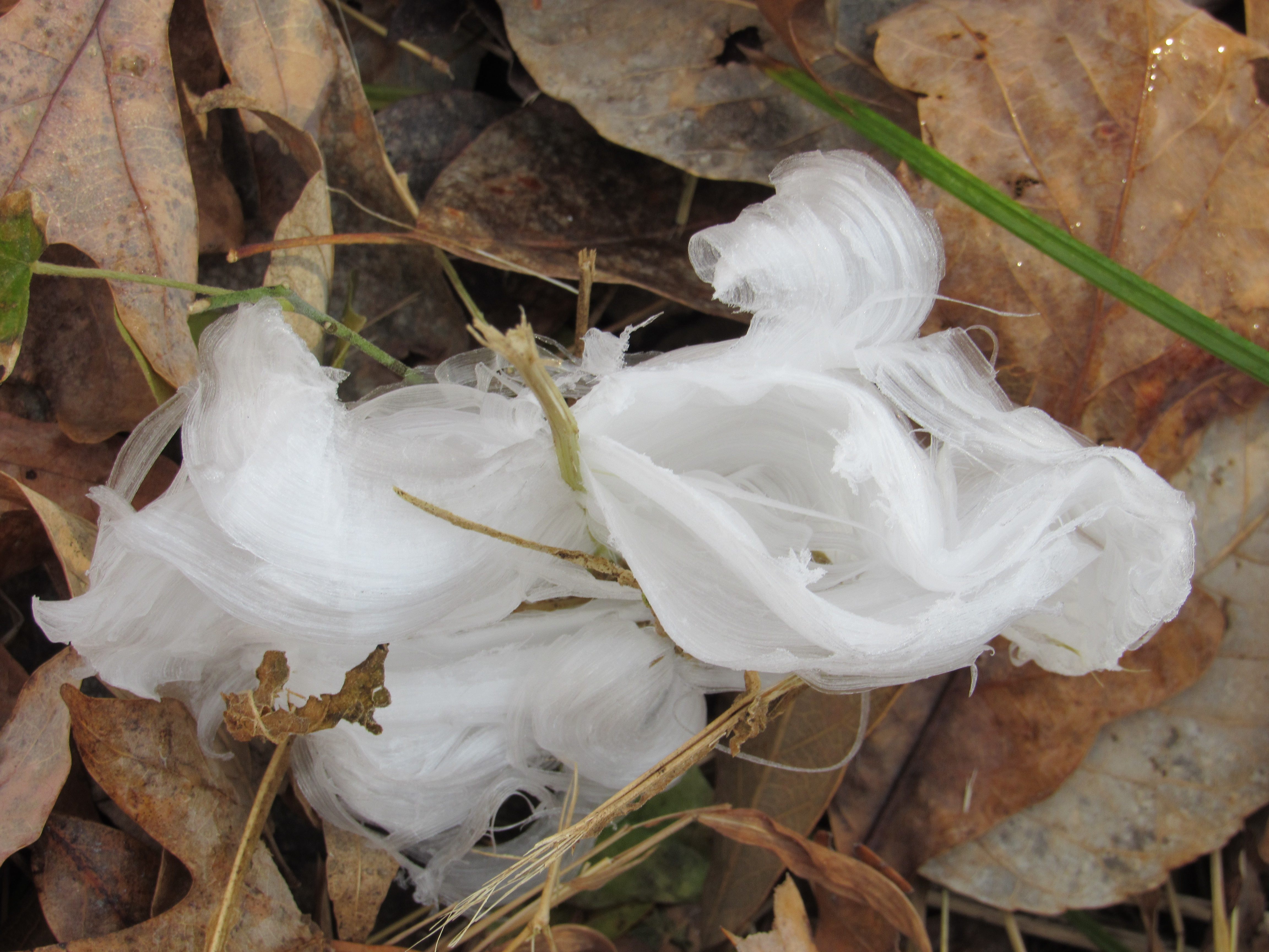 "Hair ice" tends to melt when the sun comes up. 