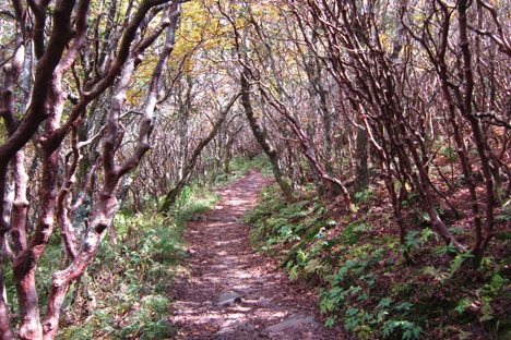 Trail at Craggy.