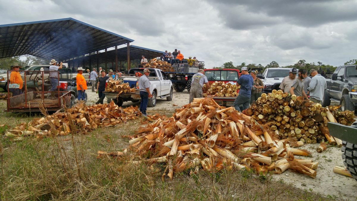 Godsea compares processing hearts of palm to "shucking corn."
