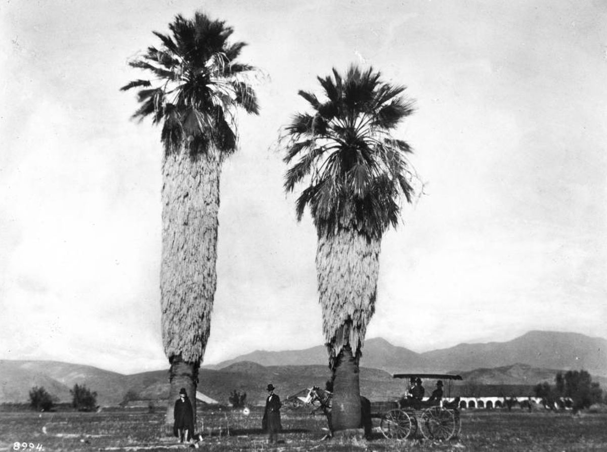 Why Are There Palm Trees In Los Angeles Atlas Obscura why-are-there-palm-trees-in-los-angeles-atlas-obscura