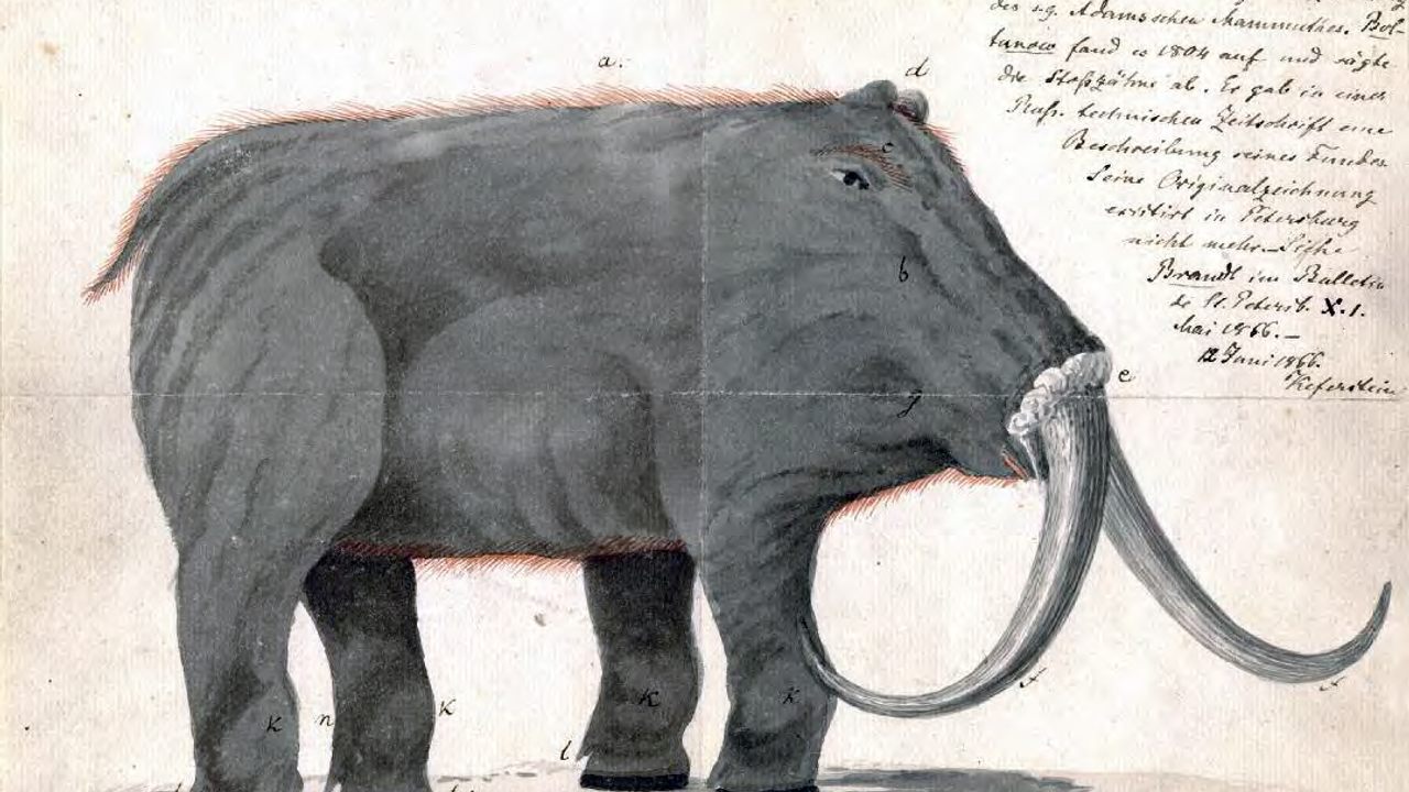 This Terrible Mammoth Drawing Was A Giant Help To 19th Century Naturalists Atlas Obscura